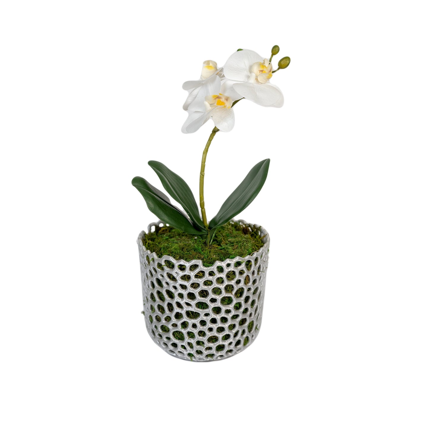 Mesh Cylinder Orchid Pot