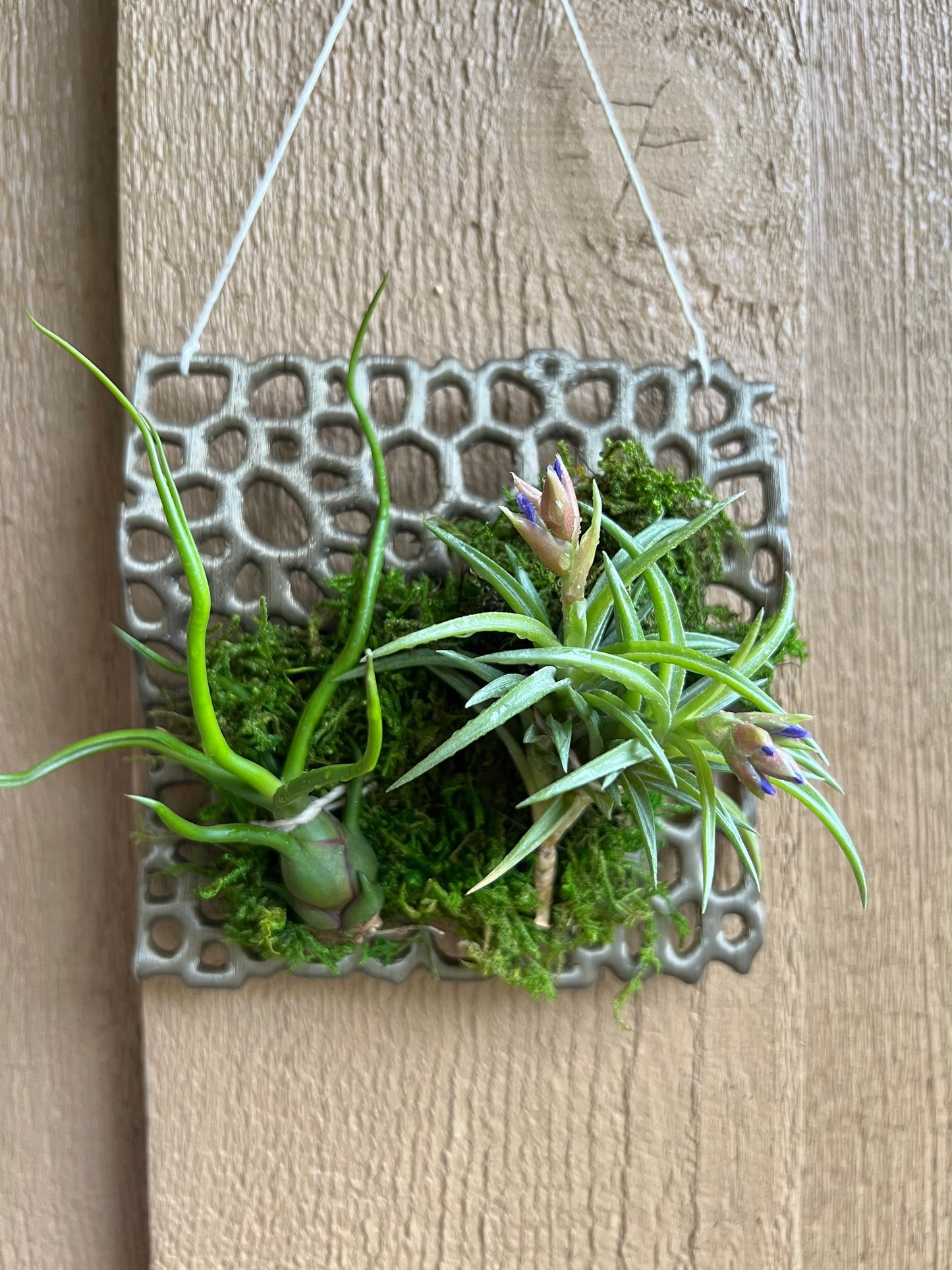 Mesh Orchid Mount