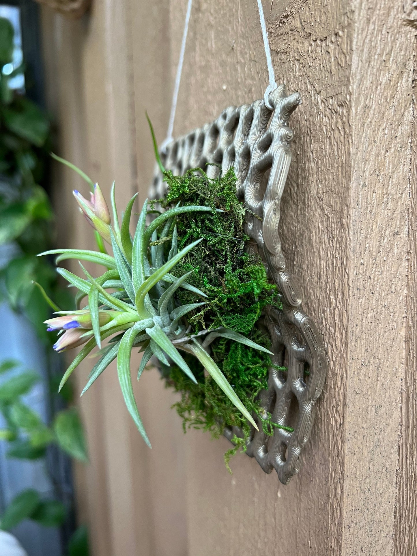 Mesh Orchid Mount