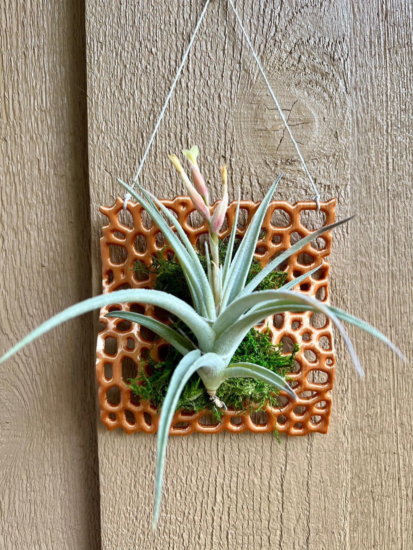 Mesh Orchid Mount