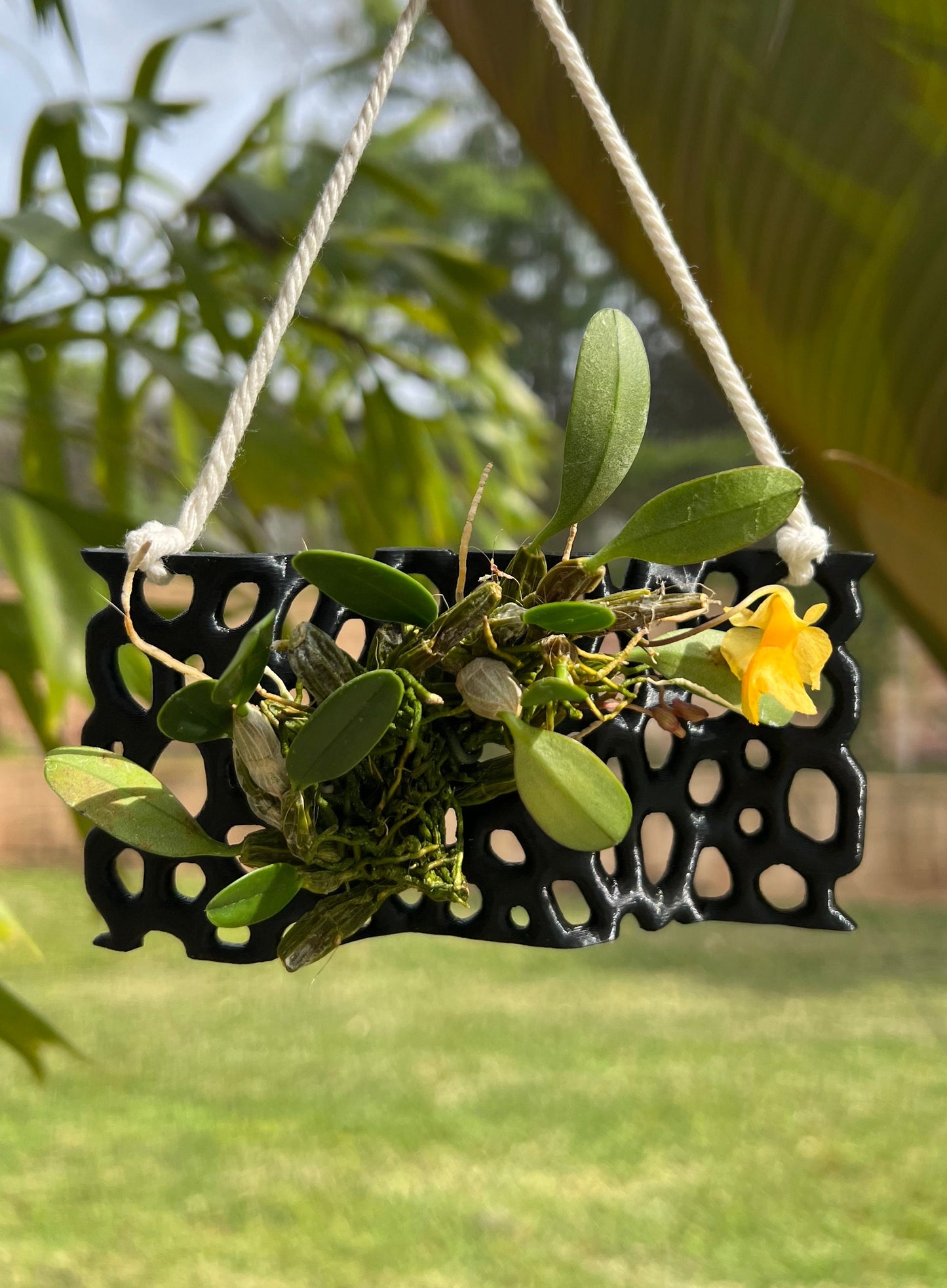 Mesh Orchid Mount