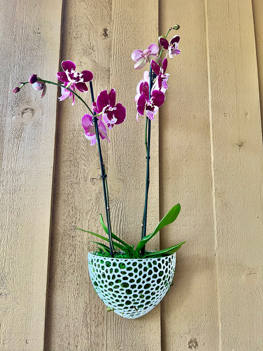 Wall Cone Orchid Pot