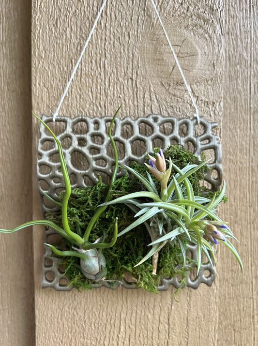 Hanging Mount for Orchids and Airplants
