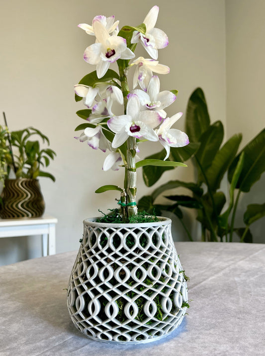 Patterned Orchid Pot