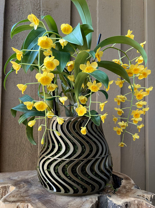 Groovy Orchid Pot