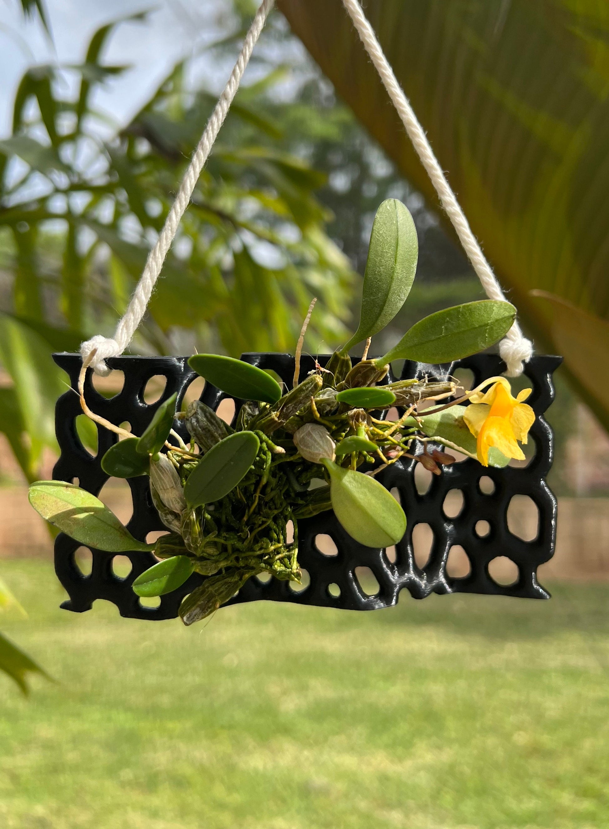 Mesh Orchid Mount