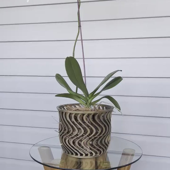 Wide Groovy Orchid Pot
